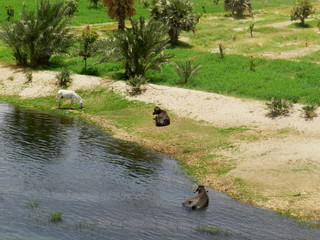 widok z rzeki Nil, Egipt