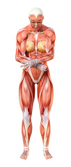 3D Rendering Female Anatomy Figure on White