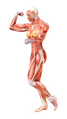 3D Rendering Female Anatomy Figure on White