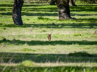 A fox (Vulpes vulpes) on freedom hunting in the forest