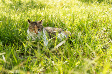 kitty on the grassland