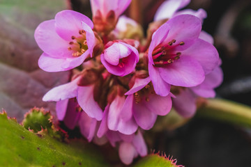 Purple Flower in Macro