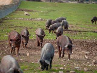 Iberian pork grazing in the spanish dehesa in Salamanca