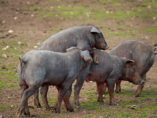 Iberian pork grazing in the spanish dehesa in Salamanca