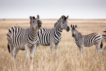 Naklejka na ściany i meble Zebras migration - Makgadikgadi Pans National Park - Botswana