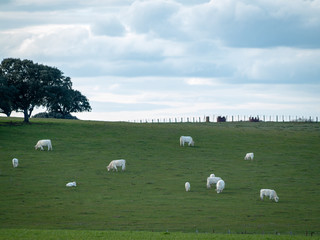 A herd of cows grazing in the dehesa in Salamanca (Spain). Concept of extensive organic livestock