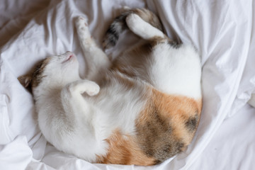 yellow cat sleep on bed in odd pose