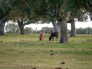 Fototapeta na wymiar Bulls of toro de lidia breed in the dehesa in Salamanca, Spain. Concept of extensive livestock farming