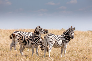 Obraz na płótnie Canvas Zebras migration - Makgadikgadi Pans National Park - Botswana