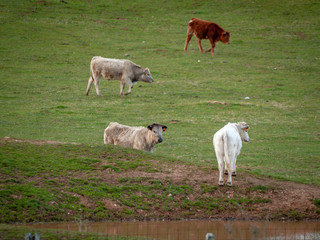 A herd of cows grazing in the dehesa in Salamanca (Spain). Concept of extensive organic livestock