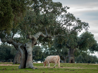 A herd of cows grazing in the dehesa in Salamanca (Spain). Concept of extensive organic livestock