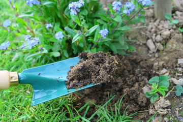 plantation de myosotis au printemps