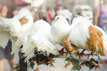 Beautiful white thoroughbred pigeons, closeup.