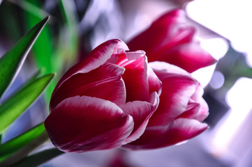 Red Tulip macro close up shot. Floral spring background, Soft focus. Easter Spring Flowers. Elegant Mother's Day