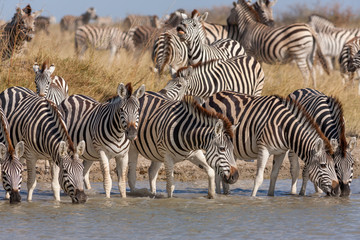 Fototapeta na wymiar Zebras migration - Makgadikgadi Pans National Park - Botswana