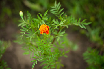 Abstract vintage picture style of yellow marigold flowers