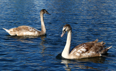 Young swans