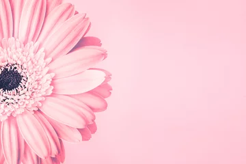 Rolgordijnen Close-up van roze madeliefjebloem op roze achtergrond met lege ruimte. Romantisch delicaat lente vrouwelijk ontwerp voor uitnodigingen, wenskaarten, citaten, blogs, posters, flyers, banners, web, prenten © Aleksandra Konoplya