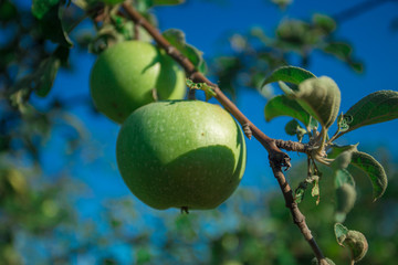 Green fresh apples on branch tree in orchard