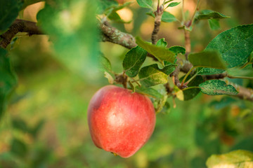 Green fresh apples on branch tree in orchard