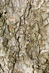 Old gray cracked chestnut tree trunk texture, close up detail