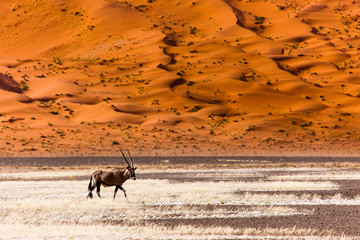 Oryx antelope and orange dunes in Sossusvlei - Namib - Namibia