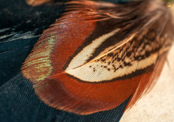 Beautiful Closeup feathers in soft and blur style for the background