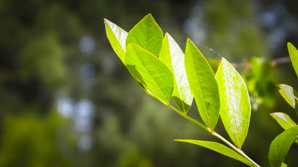 Close up of green leaves.