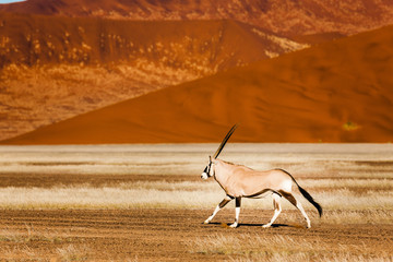 Oryx antelope and orange dunes in Sossusvlei - Namib - Namibia