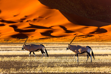 Oryx antelope and orange dunes in Sossusvlei - Namib - Namibia