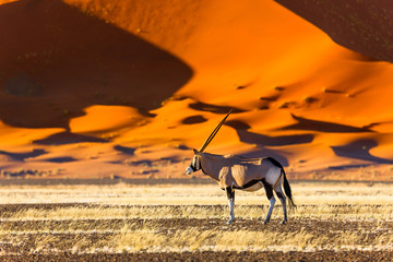 Oryx antelope and orange dunes in Sossusvlei - Namib - Namibia