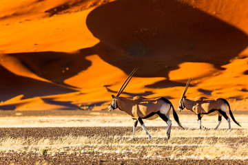 Oryx antelope and orange dunes in Sossusvlei - Namib - Namibia