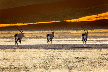 Oryx antelope and orange dunes in Sossusvlei - Namib - Namibia