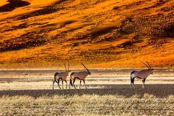 Oryx antelope and orange dunes in Sossusvlei - Namib - Namibia