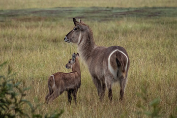 Naklejka na ściany i meble Mother and son waterbucks roaming free in shout african bush
