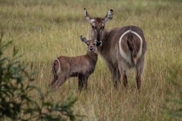 Mother and son waterbucks roaming free in shout african bush