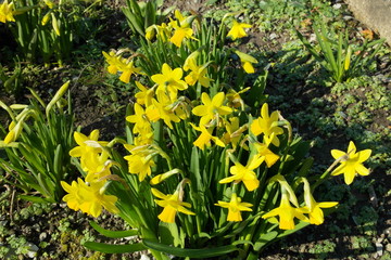 Spring Flowers In The Garden