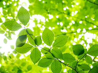 The branch of leaves in a forest
