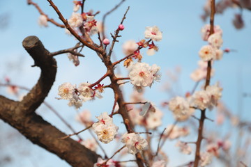 日本の春に咲く白い梅の花