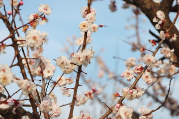 日本の春に咲く白い梅の花