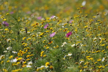 Colorful field of flowers