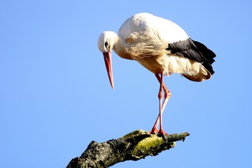 Stork sitting on a branch
