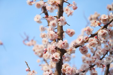 日本の春に咲く白い梅の花