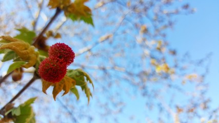 red berries on a branch