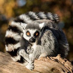 Obraz premium Maki is washing himself in the sun