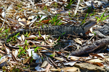 Australia, NSW, Sydney, Zoology