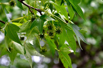 Australia, Victoria, Melbourne