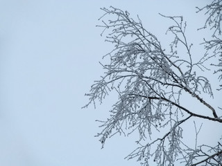 Fototapeta na wymiar One birch branch consisting of thin stems is covered with hoarfrost against the background of a light winter sky. Lines of tree stalks create an abstract geometric pattern, template with copy space