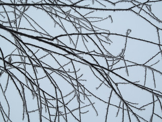 Natural geometric winter pattern of lines of tree branches in hoarfrost. Snow thorns on the stems of a sleeping tree on a frosty day against the white sky