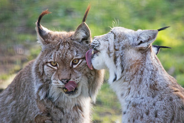 Katzenwäsche, luchse, schnapschuß, tele, farbig